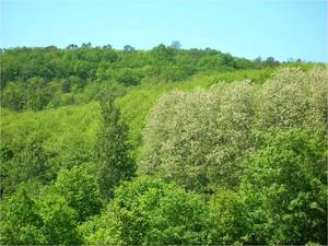 forêt filière bois