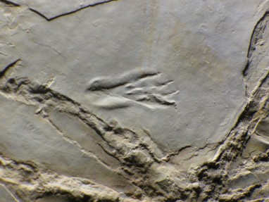 Empreinte de patte de ptérosaure à Crayssac, il y a 150 millions d'années
