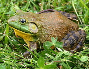 Grenouille-taureau