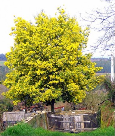 Acacia déalbata, Australie Mimosa des fleuristes