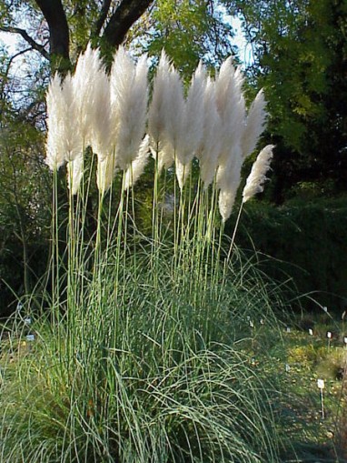 Herbe de la pampa