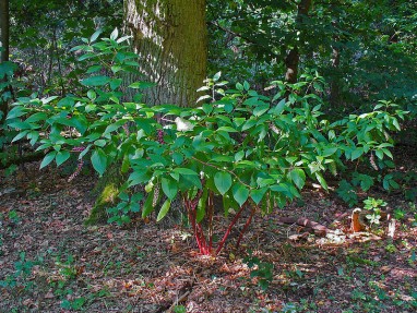 Phytolacca américana