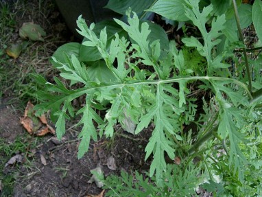 Feuille d'ambroisie