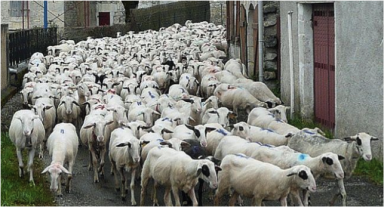 Transhumance