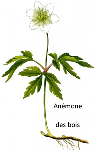 anemone