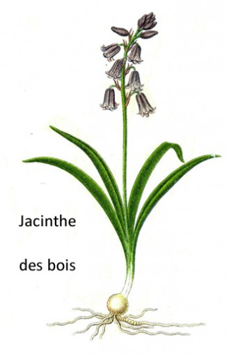 jacinthe