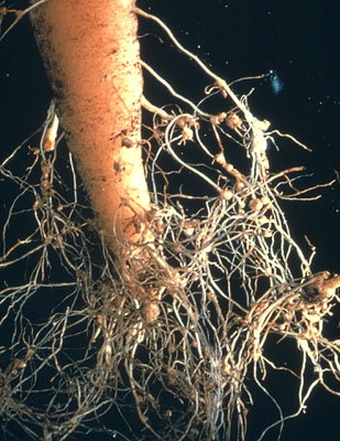 Nématodes Heterodera sur Carottes