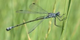 libellule