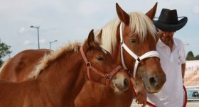 chevaux