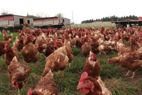 Un élevage De 9000 Poules Est Ce Trop Blog Des Bourians