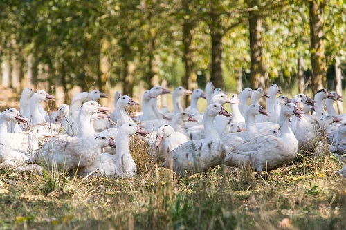 Influenza aviaire : Vers la fin de l'épizootie