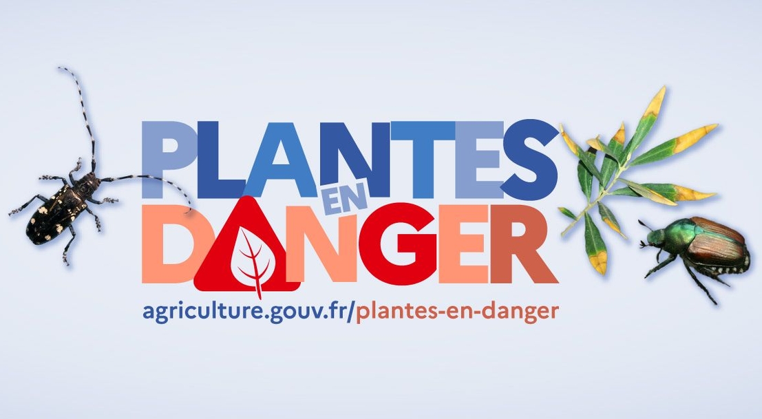 « Plantes en danger », une campagne sur les insectes nuisibles