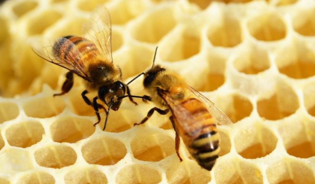 Gourdon le 30 juillet - Fête de L'abeille !