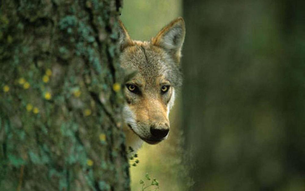 Un loup dans le causse central