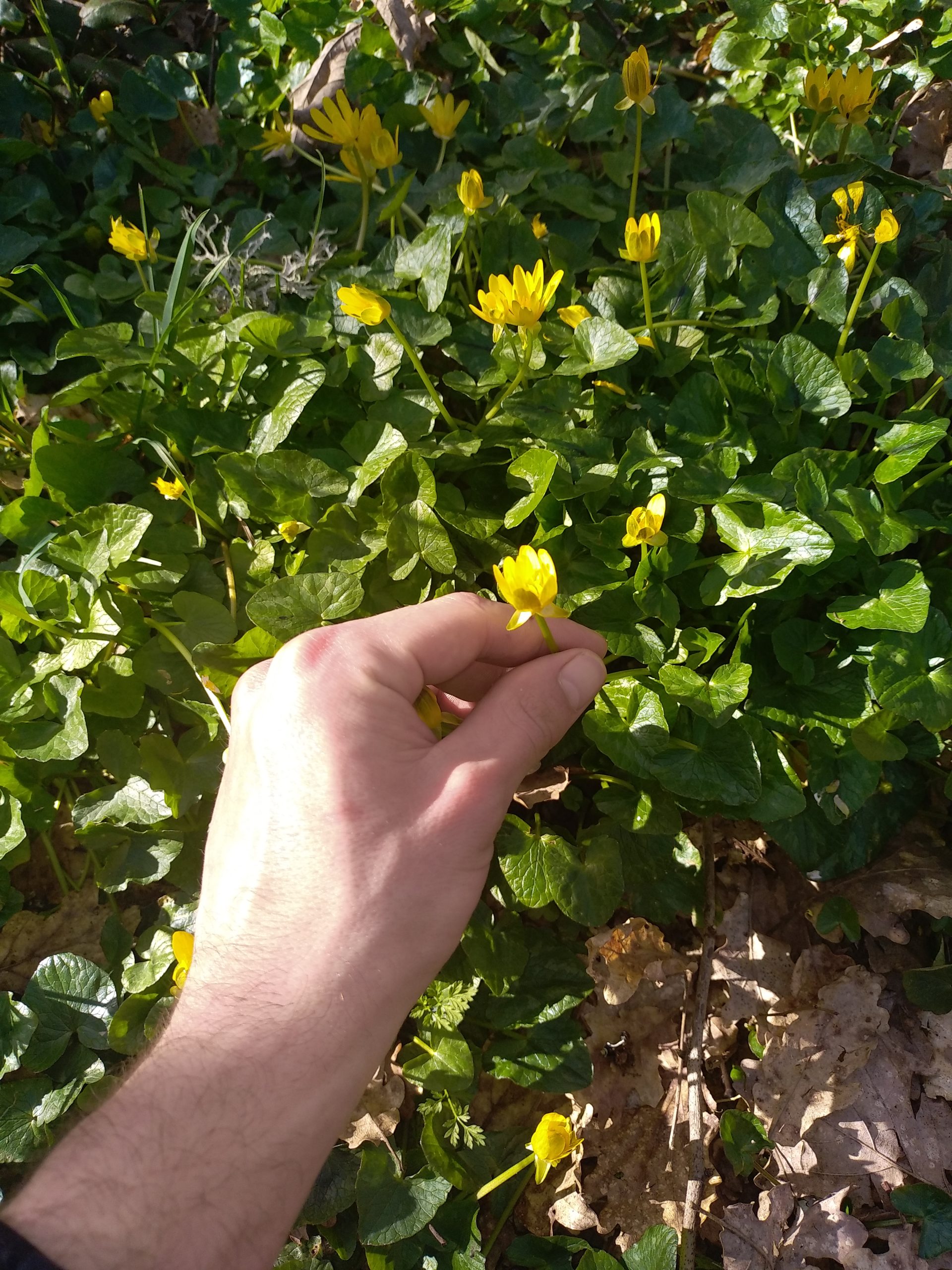 1 er Avril : stage découverte des plantes sauvages